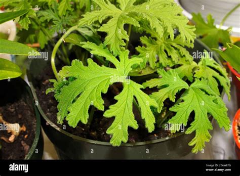 Citronella plant hi-res stock photography and images - Alamy