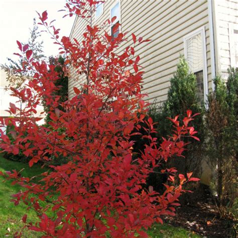 Wildfire Blackgum | NWA Plants Inc