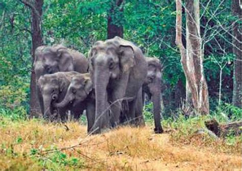 With the onset of summer, the seasonal migration of wild animals has ...