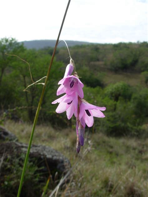 African Plants - A Photo Guide - Dierama pendulum (Thunb.) Baker