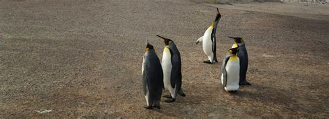 Compare The 20 Best Falkland Islands Tours In 2024-2025