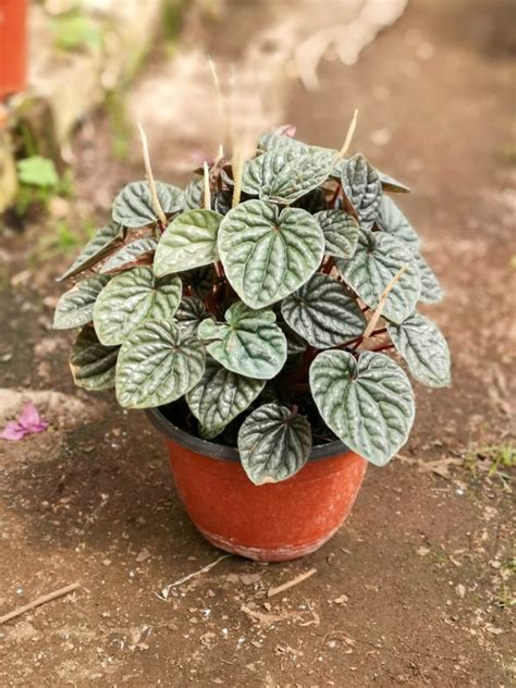 Peperomia caperata - Florería Oxalis