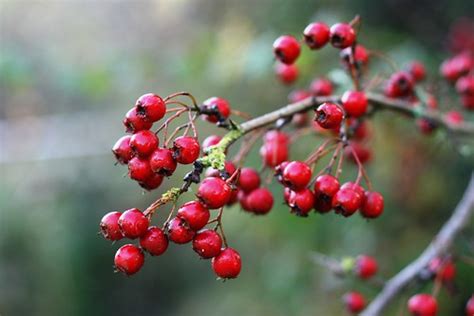 Great British Chefs â€” What to do with Hawthorn Berries?