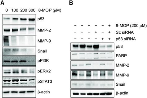 Immunoblot analysis of signaling proteins for the 8-MOPinduced ...