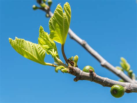 Spring leaf-out happening earlier in Colorado | FOX21 News Colorado