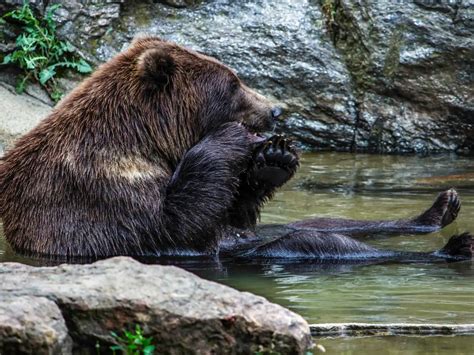 Adaptations Of A Grizzly Bear - Behavioral, Structural & Physiological - Zooologist