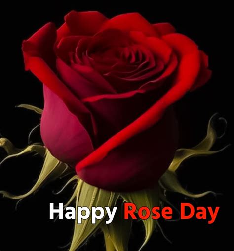 Happy Rose Day Photo Picture Wallpaper Download