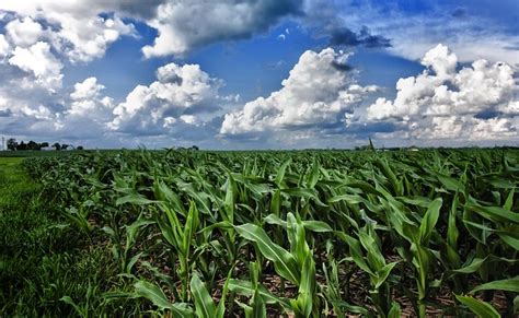 Iowa corn fields | Flickr - Photo Sharing!