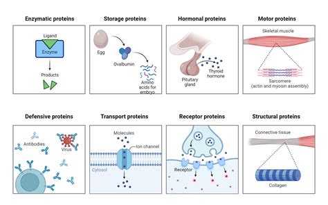 An Overview of Protein Functions | BioRender Science Templates