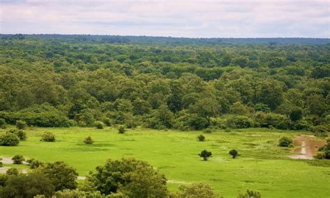 Ghana needs 100 million trees to restore depleted forests - Green Views Residential Project