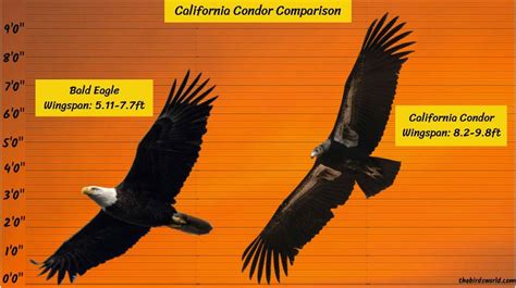 California Condor Wingspan: How Big Is It Compared To Others