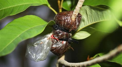 How to Plant, Grow, and Care For Rhododendrons