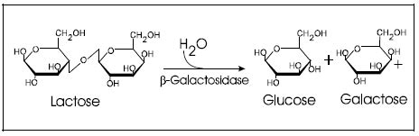 Lac Operon : Regulation of Gene Expression in Prokaryotes