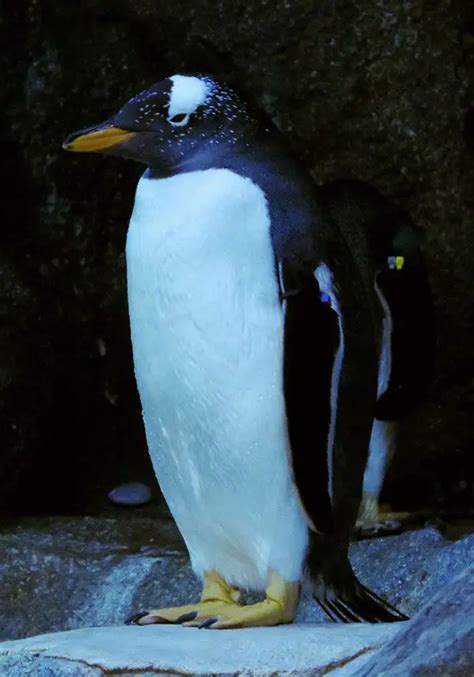 Gentoo Penguin | The Animal Facts | Appearance, Diet, Habitat, Behavior