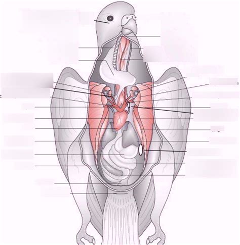 Pigeon Lab Practical - Internal Anatomy Diagram | Quizlet