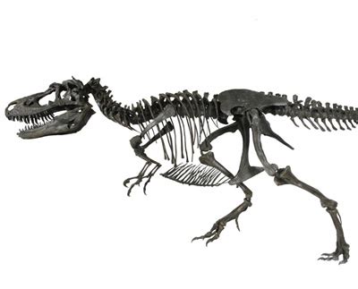 Image - Gorgosaurus skeleton.jpg - Dinosaur King - Wikia