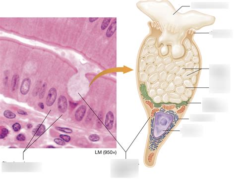 goblet cell and mucus Diagram | Quizlet