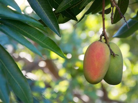 Mango Tree Care - How Do You Grow A Mango Tree