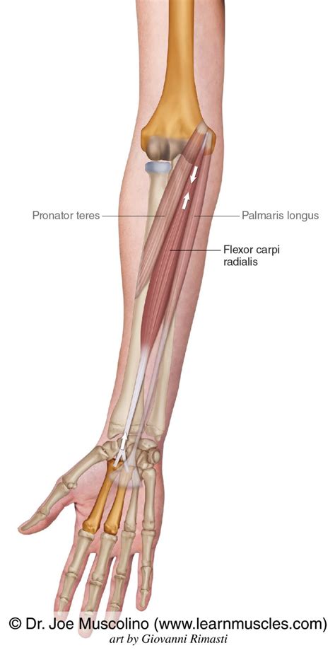 Flexor Carpi Radialis - Learn Muscles