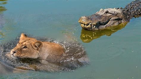 LIONS VS CROCODILE REAL FIGHT | Amazing Crocodile Take Down Two Brother Lions When Crossing ...