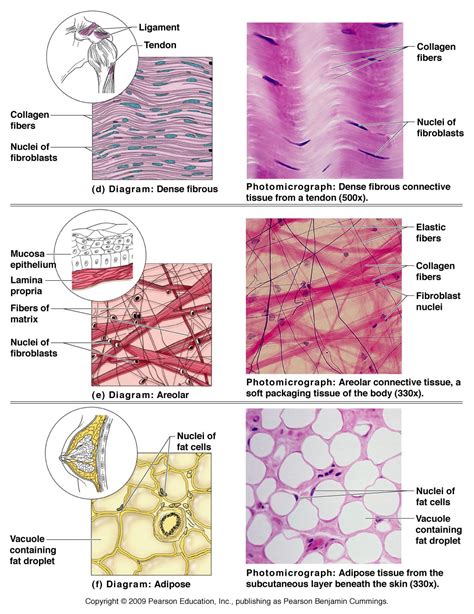 Connective Tissue Cells in Human Body : Biological Science Picture ...