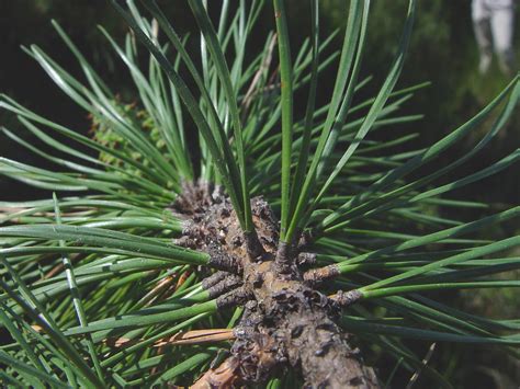 Pinus rigida (pitch pine): Go Botany