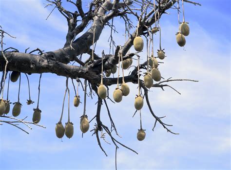 Baobab: zabawne fakty na temat afrykańskiego drzewa życia