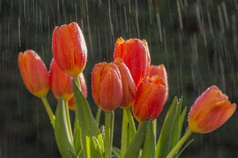 Tulips in the Rain | Tulips, Orange tulips, Flower power