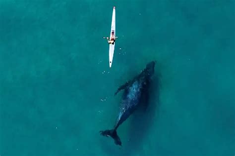 Curious Humpback Whale Follows Close Behind Unaware Kayaker: Video