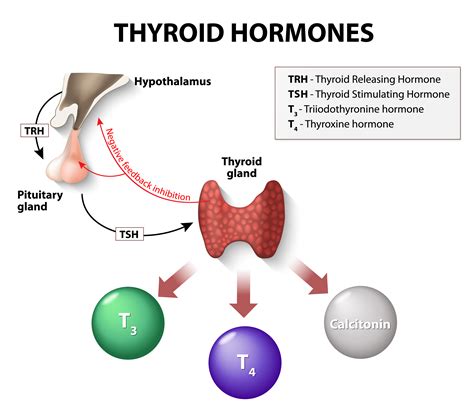 How Thyroid Hormones Interact - Renewed Vitality