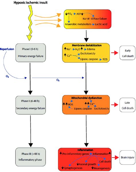 Pathophysiology of HIE -schematic representation of HIE phases. ROS ...