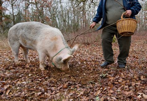 Pigs, truffles and sniffing out big ideas - David L. Deutsch