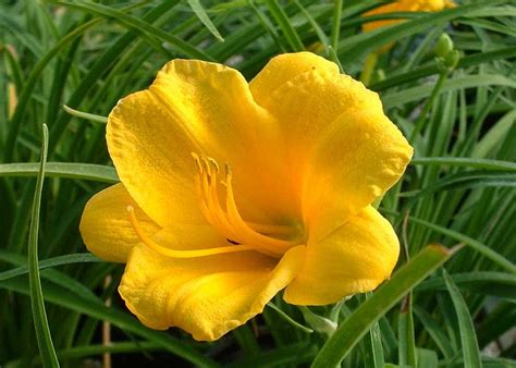 Daylily Stella de Oro - Tree Top Nursery & Landscape Inc.