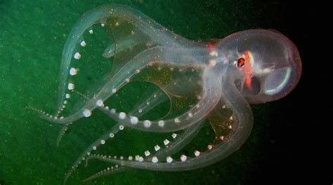 Science Visualized • VITRELEDONELLA RICHARDI: the glass octopus ...