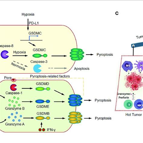 (PDF) Inflammasome Signaling: A Novel Paradigm of Hub Platform in Innate Immunity for Cancer ...