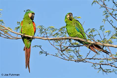 Chestnut-fronted Macaw – Joe Fuhrman Photography