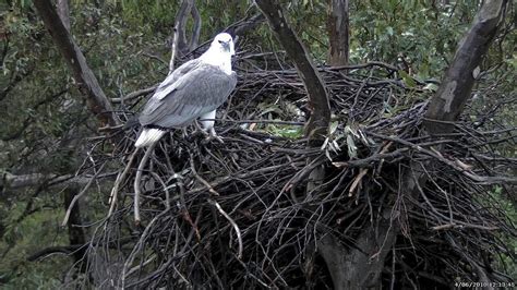 Eagle Cam - Sea-Eagle on nest | The White-bellied Sea-Eagles… | Flickr