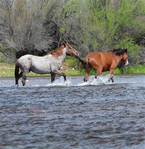 Wild Horses at Play Photograph by Barbara Sophia Travels