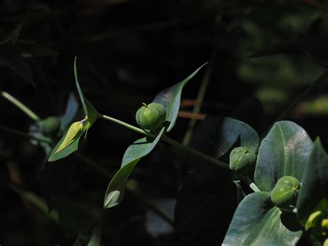 Euphorbia seed capsules free image download