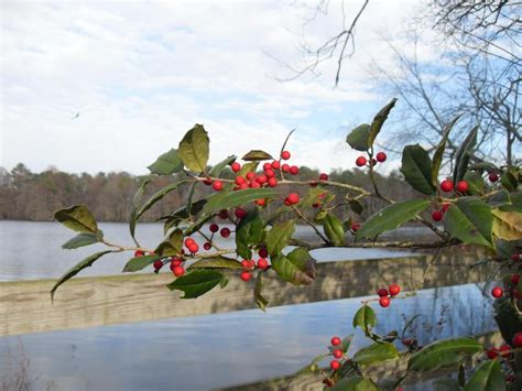 Free picture: American, holly, branches, berries