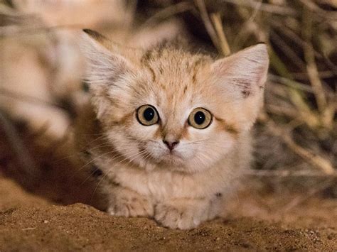 Watch First Video of Sand Cat Kittens Romping in the Wild | Smart News | Smithsonian