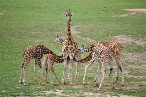 Baby giraffes steal milk, and adults let them do it | New Scientist