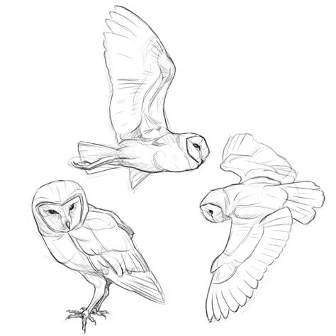 Simple Flying Owl Drawing at GetDrawings | Free download