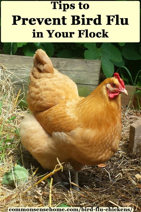 Bird Flu Busters - 5 Strategies for a Healthier Flock