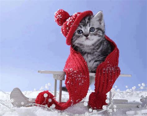 🔥 [39+] Winter Cat Wallpapers | WallpaperSafari