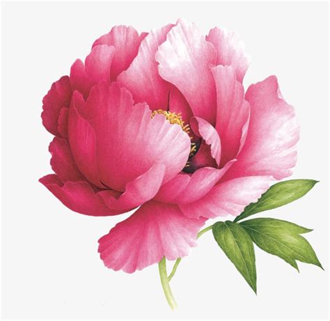 Pink Peony Watercolor Peony, Peony Drawing, Peony Painting, - Scented Floral Temporary Tattoos ...