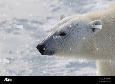 Face of Polar Bear in close up Stock Photo - Alamy