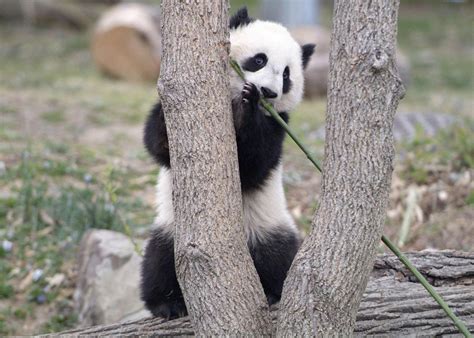 For zoos, pandas are about prestige, not profit | Henry Doorly Zoo | omaha.com