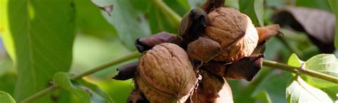 Walnut Trees at Portland Nursery and Garden Center.