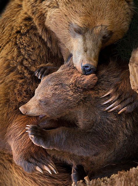 20 Adorable Pictures of Momma Bears with Their Cubs - Cube Breaker ...